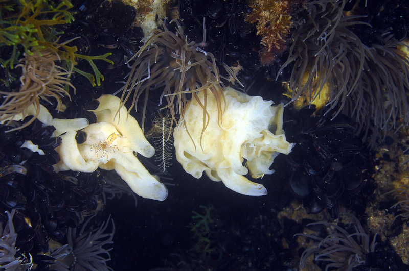 Periclimenes aegylios del Mar Piccolo
